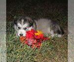 Small #1 Alaskan Malamute
