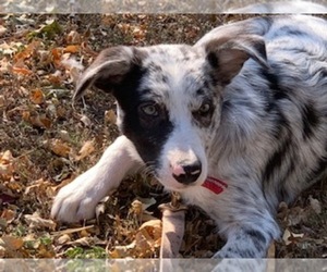 Border Collie Puppy for sale in WILLISTON, ND, USA