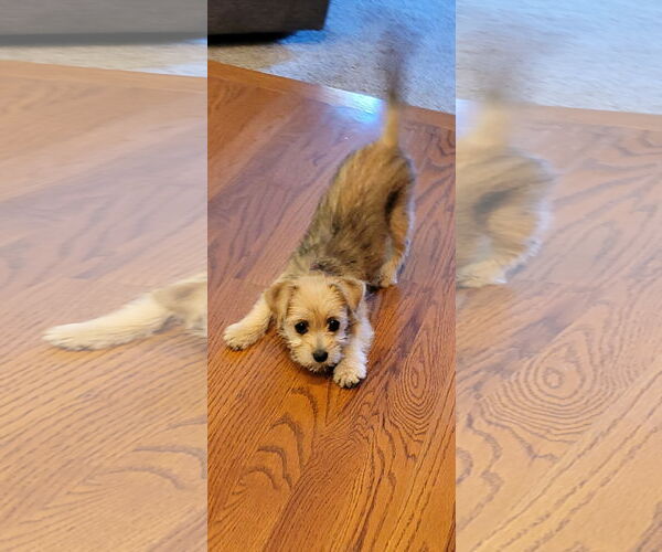 Medium Photo #2 Mutt Puppy For Sale in Rootstown, OH, USA