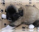 Small German Shepherd Dog Mix