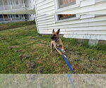 Small Photo #5 Shollie Puppy For Sale in Sebec, ME, USA