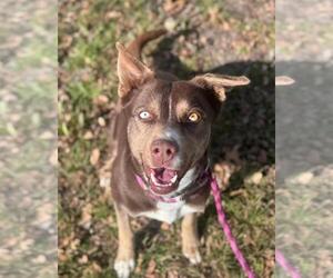 Mutt Dogs for adoption in Rowlett, TX, USA