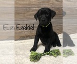 Puppy Ezekiel Bulldog