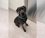 Small American Pit Bull Terrier-Weimaraner Mix