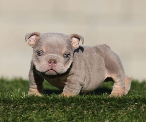 Medium Photo #1 English Bulldog Puppy For Sale in ATLANTA, GA, USA