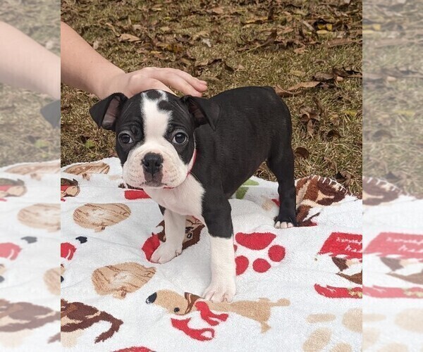 Full screen Photo #4 Boston Terrier Puppy For Sale in MACON, GA, USA