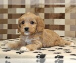 Small #1 Bernedoodle (Miniature)-Cavapoo (Miniature) Mix