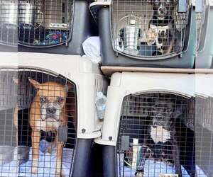 Amora - Female Boxer Dog for Adoption - Photo #8