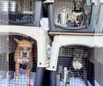 Small Photo #8 Boxer Puppy For Sale in Dumont, NJ, USA