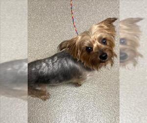 Mutt Dogs for adoption in Las Vegas, NV, USA