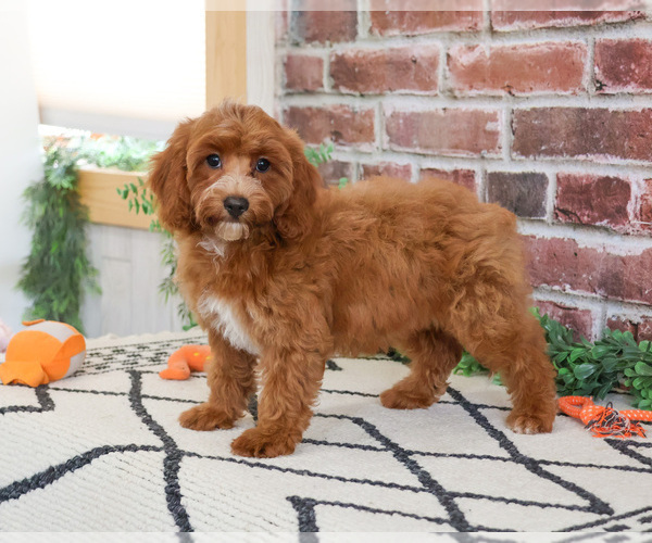 Medium Photo #6 Cavapoo (Miniature) Puppy For Sale in SYRACUSE, IN, USA