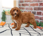 Small #5 Cavapoo (Miniature)