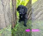 Small #1 Labrador Retriever Mix