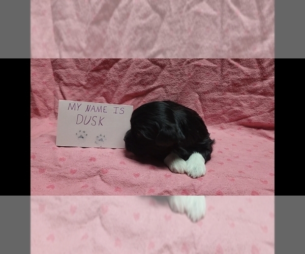 Medium Photo #2 Maltipoo Puppy For Sale in BROOKFIELD, MO, USA