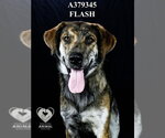 Small #1 Holland Shepherd Mix