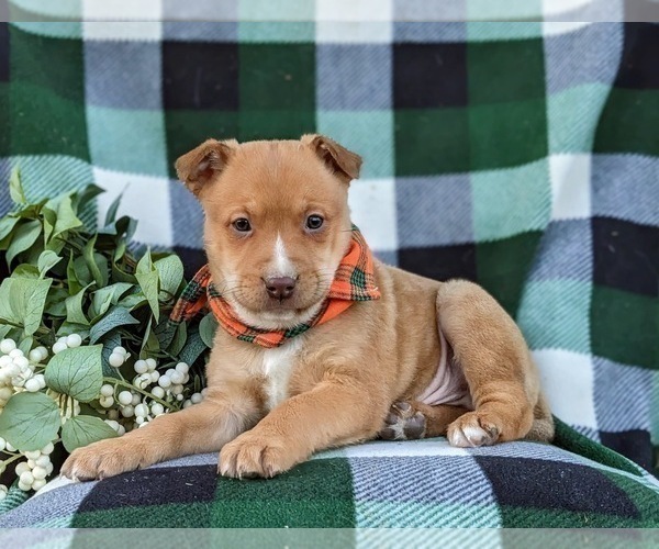 Medium Photo #5 American Bulldog-Border Collie Mix Puppy For Sale in LINCOLN UNIVERSITY, PA, USA