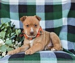 Small Photo #5 American Bulldog-Border Collie Mix Puppy For Sale in LINCOLN UNIVERSITY, PA, USA