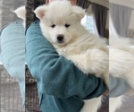 Puppy 7 Samoyed-Siberian Husky Mix