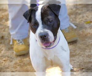 Staffordshire Bull Terrier-Unknown Mix Dogs for adoption in Tallahassee, FL, USA
