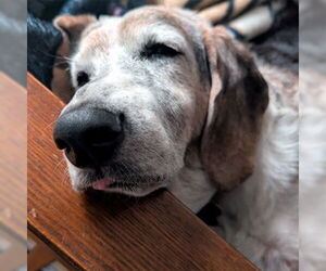 PETUNIA - Female Basset Hound Dog for Adoption - Photo #4