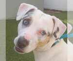 Small #14 Jack Russell Terrier Mix