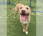 Small Labrador Retriever Mix