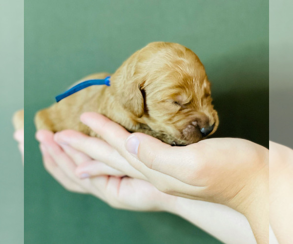 Medium Photo #9 Goldendoodle Puppy For Sale in KISSIMMEE, FL, USA
