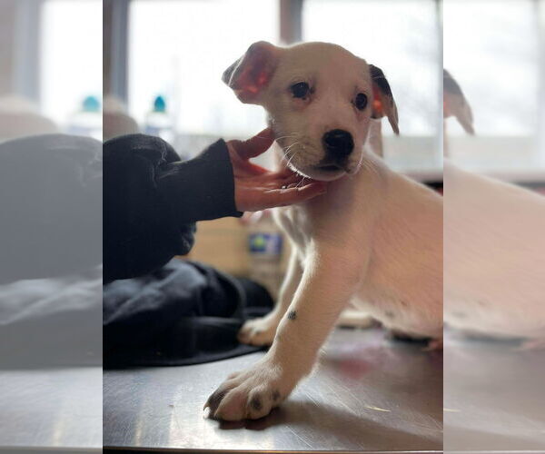 Medium Photo #2 Labrador Retriever-Unknown Mix Puppy For Sale in Foristell, MO, USA