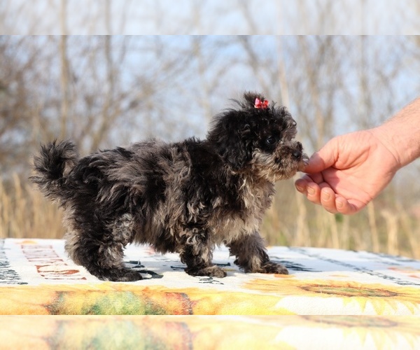 Medium Photo #8 ShihPoo Puppy For Sale in DYERSBURG, TN, USA