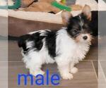 Small Photo #5 Biewer Terrier Puppy For Sale in CONKLIN, NY, USA