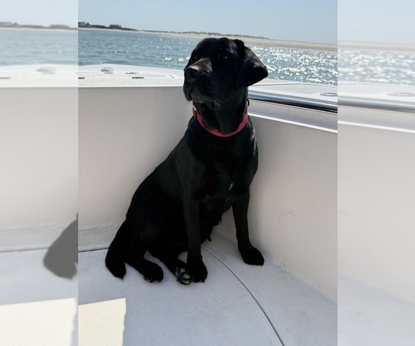 Medium Photo #1 Labrador Retriever Puppy For Sale in LELAND, NC, USA