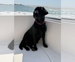 Small Photo #1 Labrador Retriever Puppy For Sale in LELAND, NC, USA
