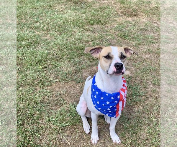 Medium Photo #23 Mutt Puppy For Sale in Spring, TX, USA