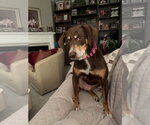 Small #1 Mutt