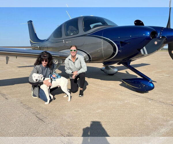 Medium Photo #5 Labrador Retriever-Unknown Mix Puppy For Sale in New London, WI, USA