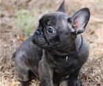 Small #10 French Bulldog