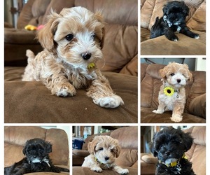 Maltipoo Puppy for Sale in SANGER, California USA