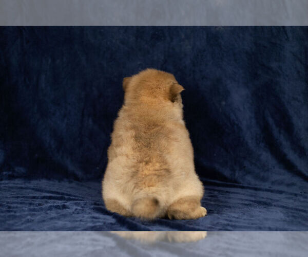 Medium Photo #13 Chow Chow Puppy For Sale in NAPPANEE, IN, USA