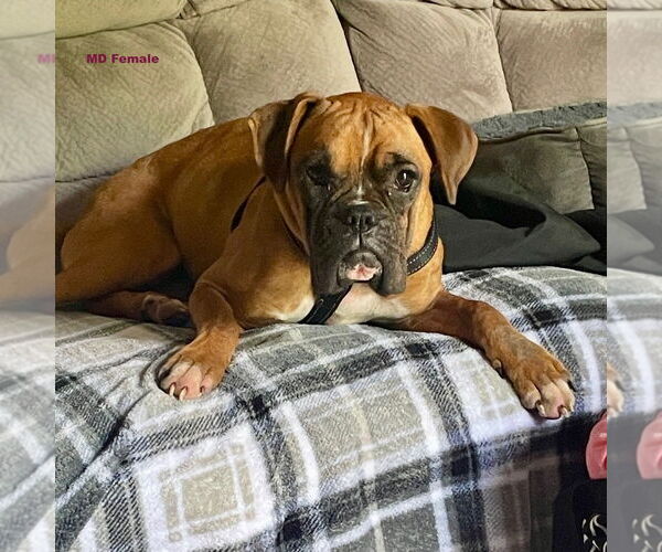 Medium Photo #2 Boxer Puppy For Sale in Dumont, NJ, USA