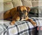 Small #1 Boxer