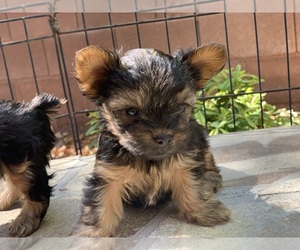 Yorkshire Terrier Puppy for sale in LAS VEGAS, NV, USA