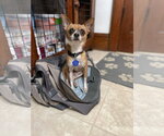 Small #5 Chihuahua Mix