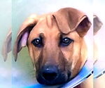 Small #1 German Shepherd Dog Mix