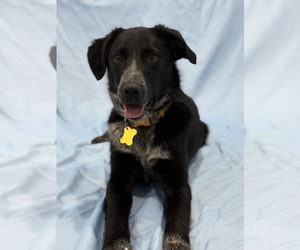 Mutt Dogs for adoption in Sandy, UT, USA