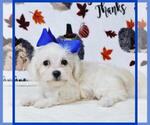 Small Photo #1 Maltipoo Puppy For Sale in TAYLOR, TX, USA
