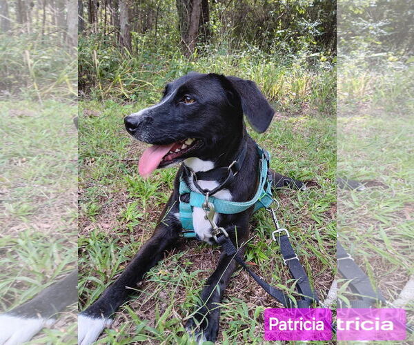 Medium Photo #2 Mutt Puppy For Sale in Farmerville, LA, USA