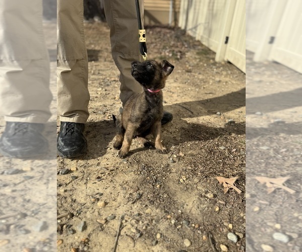 Medium Photo #15 German Malinois Puppy For Sale in GARLAND, NC, USA