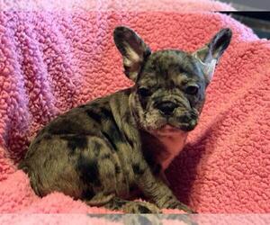 French Bulldog Puppy for sale in BOSTON, MA, USA