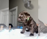 Puppy Green Labrador Retriever