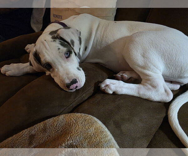 Medium Photo #2 Great Dane Puppy For Sale in Palm Beach, FL, USA